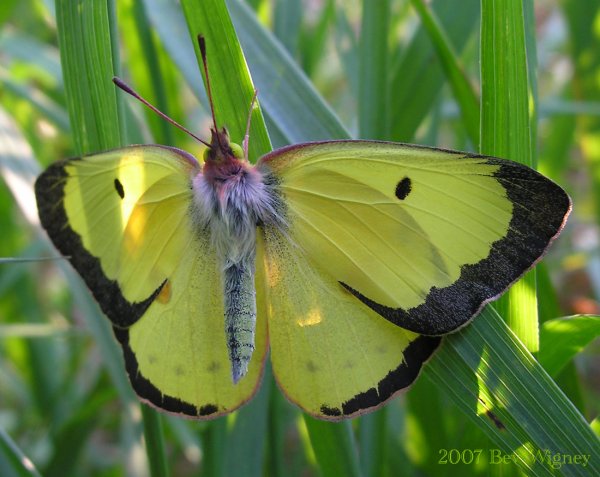 Бабочка желтушка
