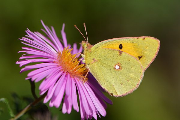 Луговая желтушка Луговая