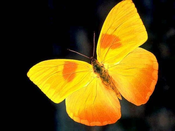 Красно желтая бабочка