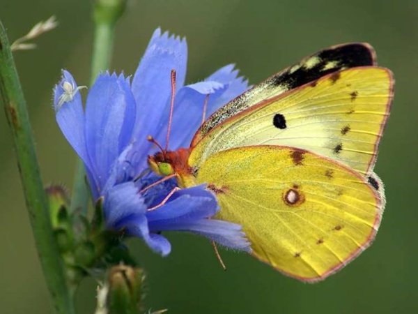 Лимонница Луговая бабочка