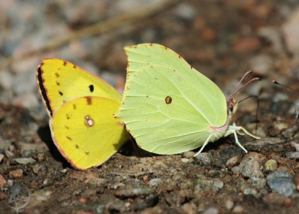 Лимонница и желтушка