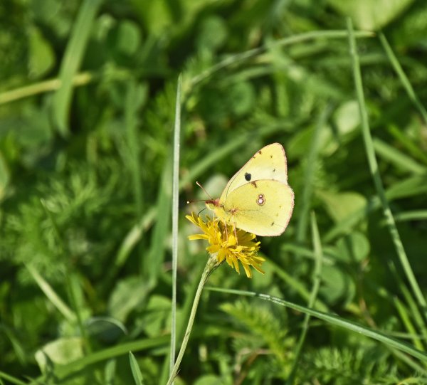 Лимонница голубянка Икар желтушка Луговая Зорька
