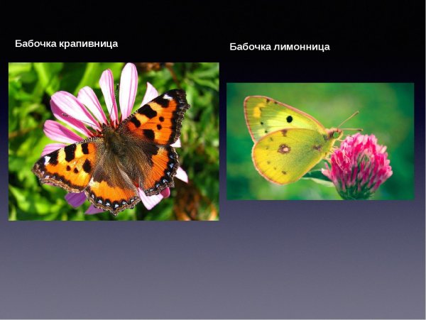 Бабочки Адмирал лимонница крапивница