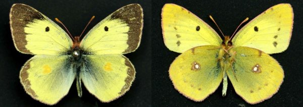 Бабочка желтушка и лимонница