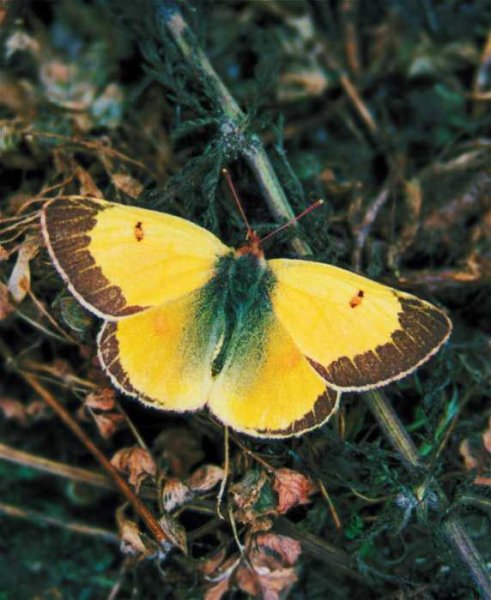 Бабочка Степная желтушка