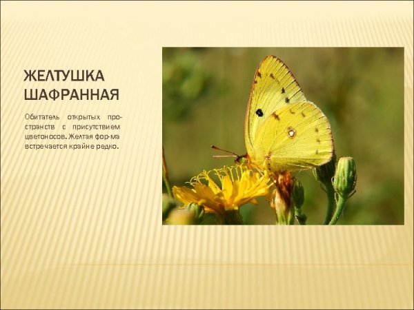 Луговая желтушка бабочка 2 класс