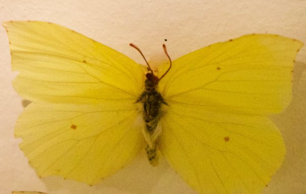 Бабочка желтушка и лимонница