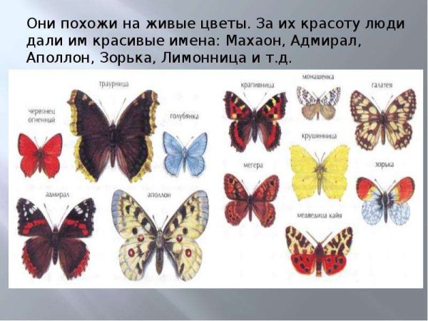 Бабочки Адмирал лимонница крапивница