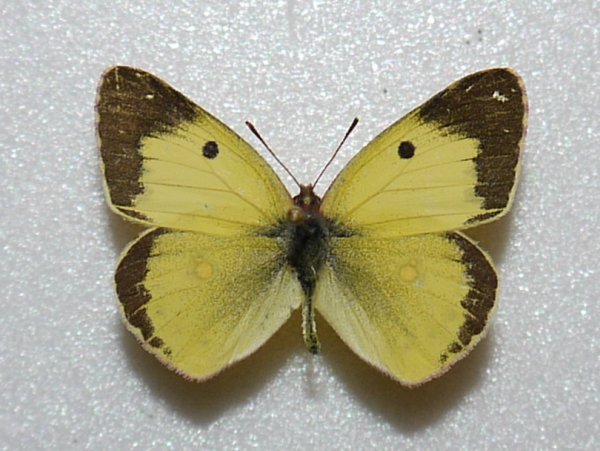 COLIAS palaeno