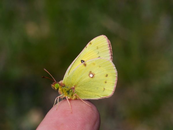Желтушка золотистая