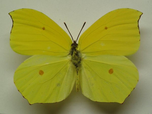 Лимонница крушинница