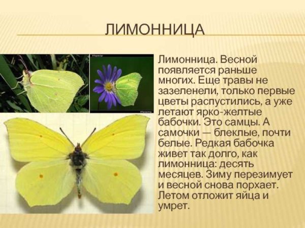 Лимонница бабочка красная книга