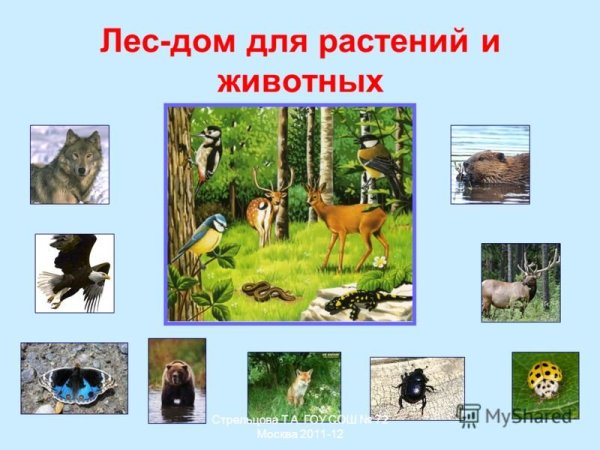 Животные и растения леса