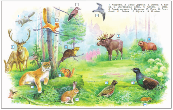 Животные тайги окружающий мир