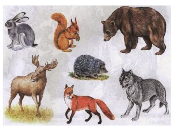 Животные наших лесов