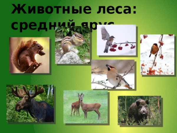 Животные леса окружающий мир