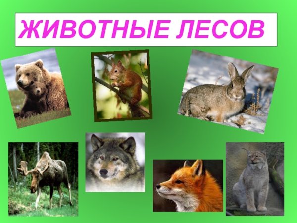 Животные зоны леса