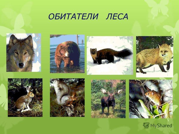 Проект жители леса