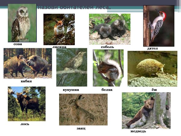 Животные и растения леса