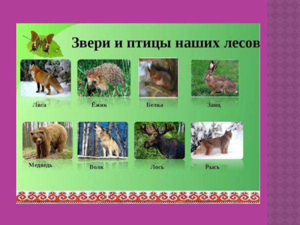 Животные и птицы наших лесов
