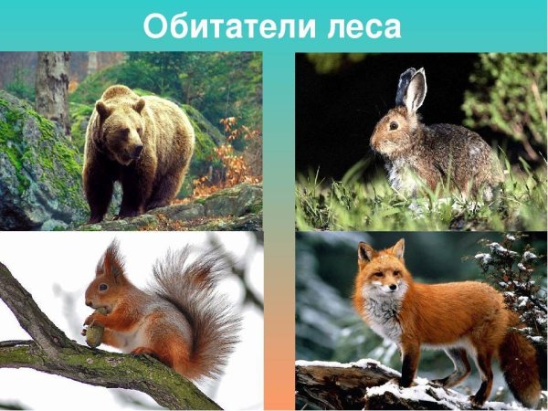 Животные хвойных лесов России