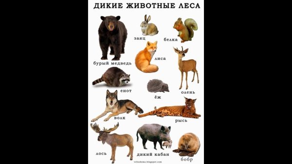 Дикие животные наших лесов для детей