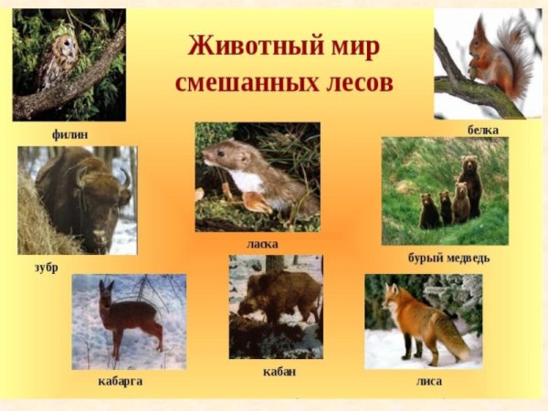 Животные в смешанных и широколиственных лесах России