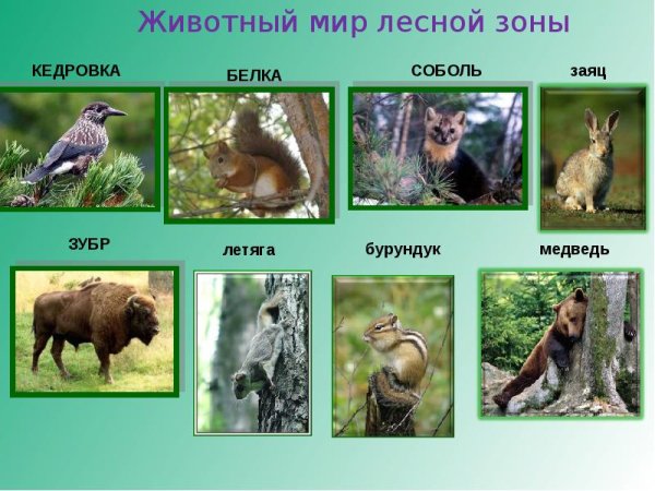 Животный мир Лесной зоны