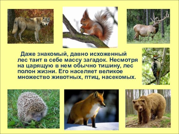 Животные леса сообщение