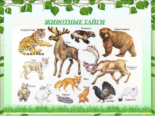 Список животных тайги