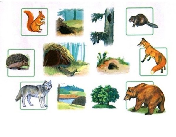 Игра где чей домик Дикие животные