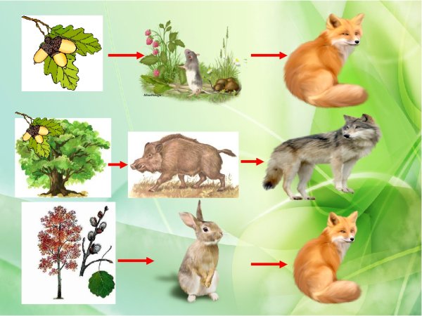 Цепочки питания для дошкольников