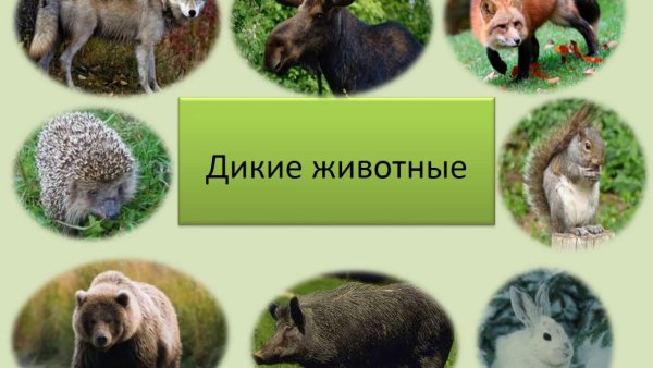 Проект Дикие животные
