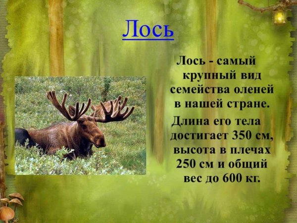 Описание животных леса