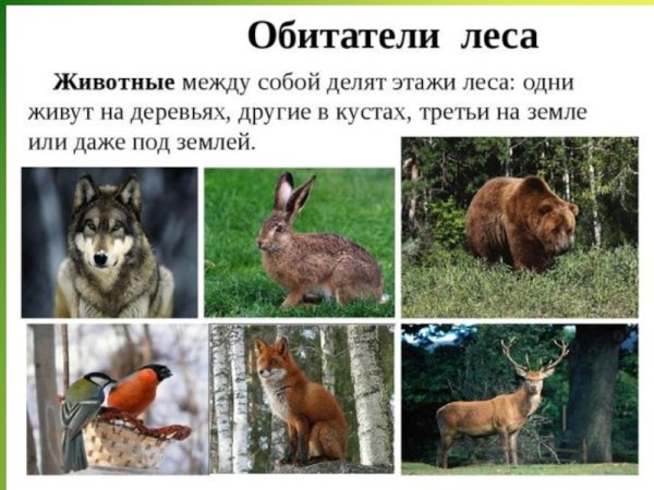 Обитатели леса проект