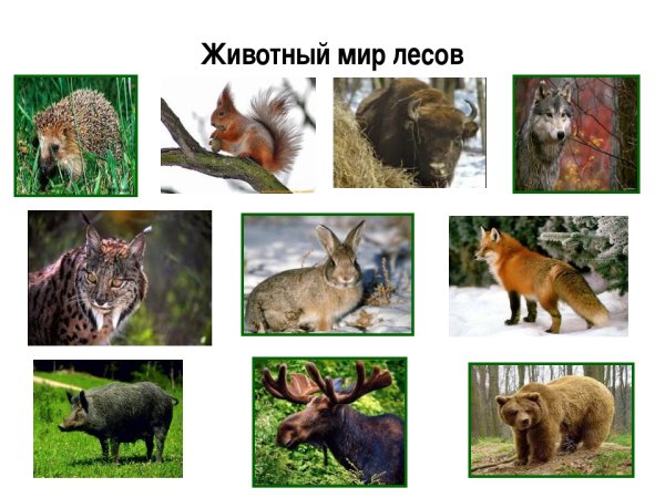 Животный мир лесов