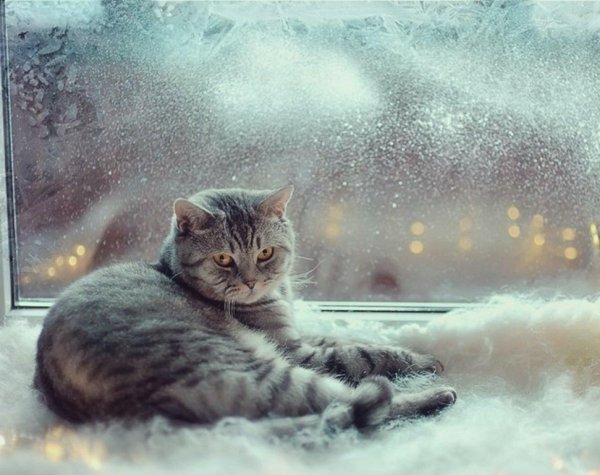 Хорошего вечера котенок