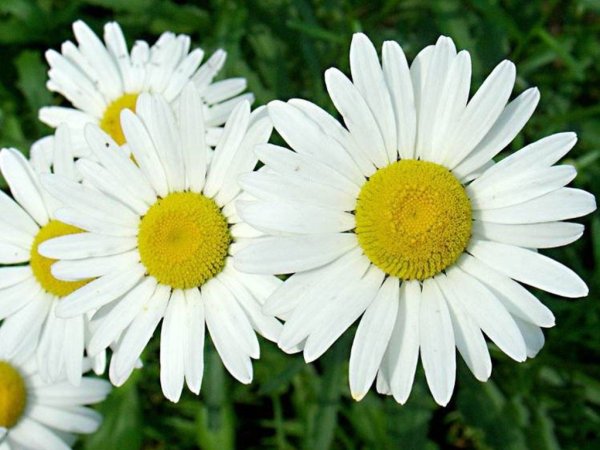 Ромашка окружающий мир