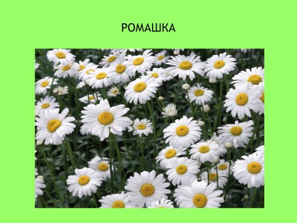 Проект про ромашку