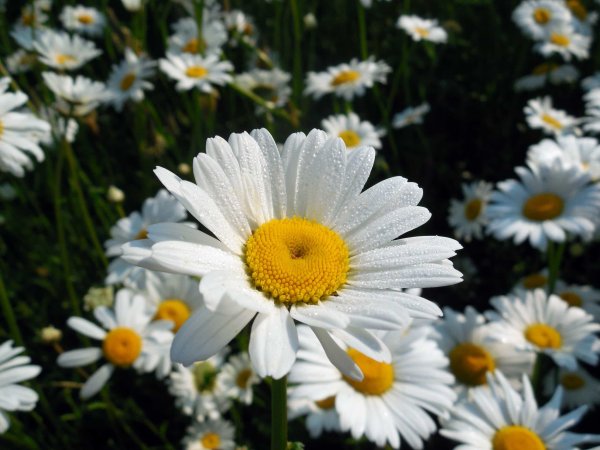 Нивяник в поле