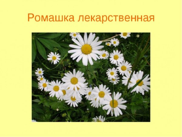 Ромашка лекарственное растение для детей