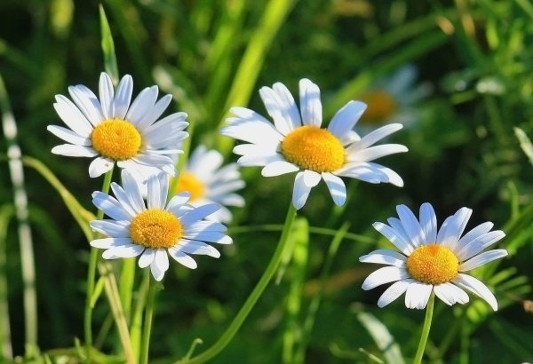 Ромашки на рабочий стол