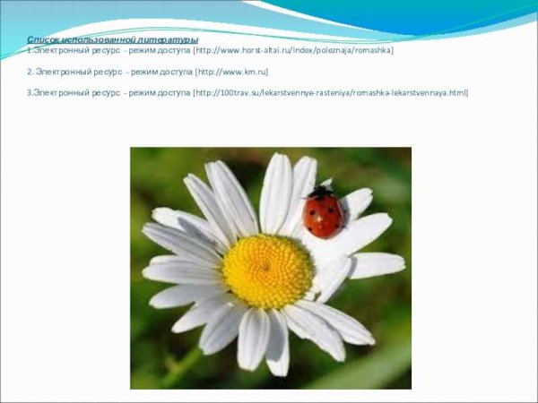 Сообщение о ромашке
