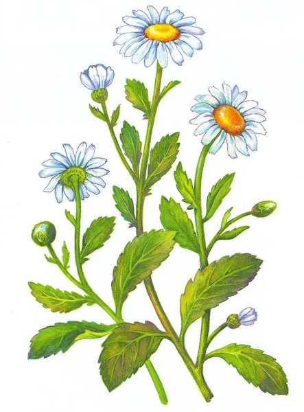 Ромашка для детей