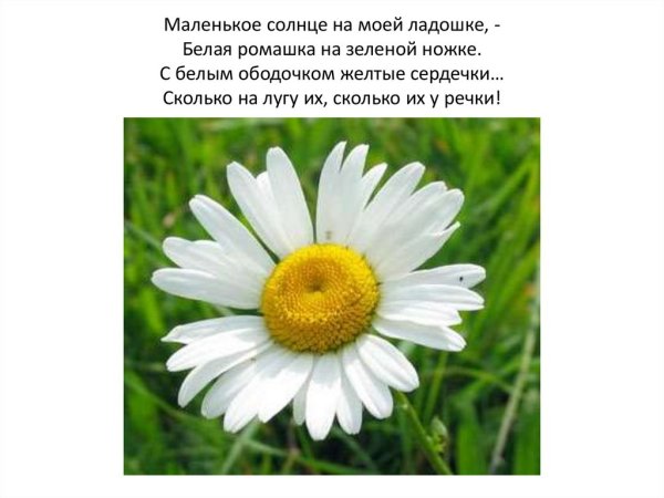 Стишки про ромашку