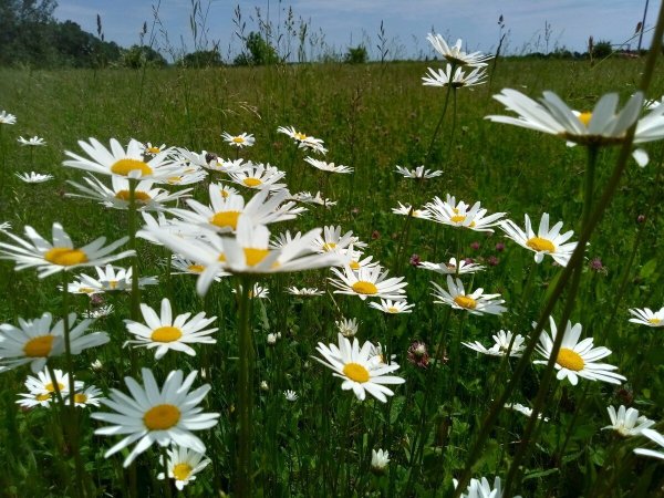 Нивяник обыкновенный поповник