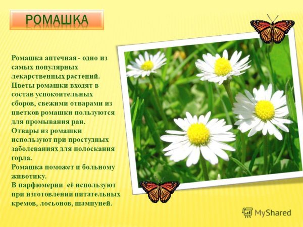 Лекарственные растения Ромашка