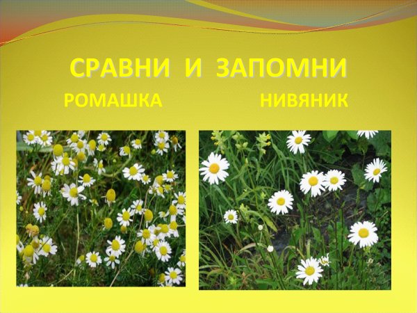 Нивяник и Ромашка отличия