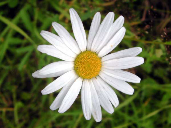 Аптекарская Ромашка