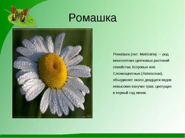 Доклад про ромашку